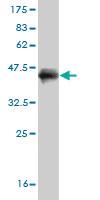 Anti-SP1 Mouse Monoclonal Antibody [clone: 4C8]