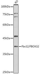 Western blot analysis of extracts of RD cells, using Anti-Fbx32 Antibody (A12024) at 1:1000 dilution