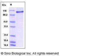 Recombinant (His Tag) Human StaT6 Protein