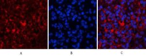 Immunofluorescence analysis of mouse spleen tissue using Anti-AKT1 + AKT2 + AKT3 Antibody (red) at 1:200 (4°C overnight) Cy3 labelled secondary antibody was used at 1:300 (RT 50min) Panel A: Target Panel B: DAPI Panel C: Merge