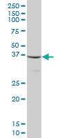 Anti-MTIF3 Mouse Polyclonal Antibody