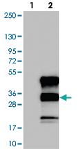 Anti-C12ORF43 Rabbit Polyclonal Antibody