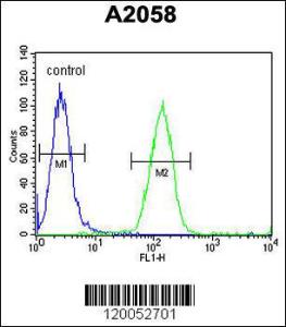 Anti-FOXC2 Rabbit Polyclonal Antibody