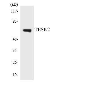 Western blot analysis of the lysates from K562 cells using Anti-TESK2 Antibody