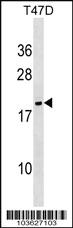 Anti-NME6 Rabbit Polyclonal Antibody