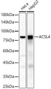 Western blot analysis of various lysates, using Anti-FACL4 Antibody (A12025) at 1:700 dilution