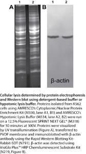 VWR® Lysis Buffer, Hypotonic