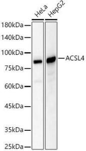 Western blot analysis of various lysates, using Anti-FACL4 Antibody (A12025) at 1:700 dilution