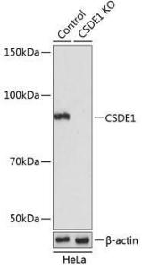 Western blot analysis of extracts from normal (control) and CSDE1 knockout (KO) HeLa cells, using Anti-CSDE1/NRU Antibody (A306721) at 1:1000 dilution. The secondary Antibody was Goat Anti-Rabbit IgG H&L Antibody (HRP) at 1:10000 dilution