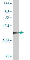 Anti-YWHAG Mouse Polyclonal Antibody