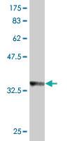 Anti-IFNK Mouse Monoclonal Antibody [clone: 1B7]