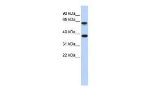 Anti-EPN2 Rabbit Polyclonal Antibody