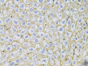 Immunohistochemistry analysis of paraffin-embedded mouse liver using Anti-N Cadherin Antibody (A305590) at a dilution of 1:100 (40X lens). Perform microwave antigen retrieval with 10 mM PBS buffer pH 7.2 before commencing with IHC staining protocol