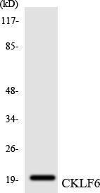 Western blot analysis of the lysates from HeLa cells using Anti-CKLF6 Antibody