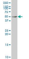 Anti-DGCR14 Mouse Polyclonal Antibody