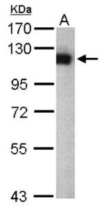 Anti-BMAL1 Rabbit Polyclonal Antibody