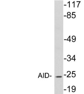 Western blot analysis of lysates from HepG2 cells using Anti-AID Antibody