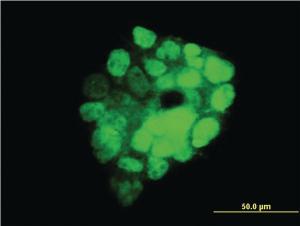 Anti-ITGB3BP Mouse Monoclonal Antibody [clone: 3F6]