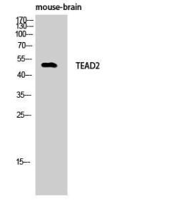 Western blot analysis of mouse brain cells using Anti-TEAD2 Antibody