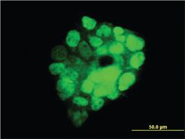 Anti-ITGB3BP Mouse Monoclonal Antibody [clone: 3F6]