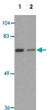 Anti-LRRTM2 Rabbit Polyclonal Antibody