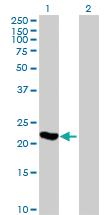 Anti-ARL3 Mouse Polyclonal Antibody