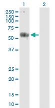 Anti-CARD9 Mouse Polyclonal Antibody