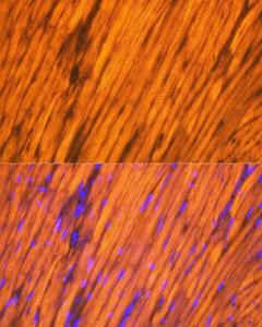 Immunofluorescence analysis of rat heart using Anti-Tropomyosin 1 (alpha) Antibody [ARC1283] (A306724) at a dilution of 1:100 (40X lens). DAPI was used to stain the cell nuclei (blue)