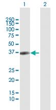 Anti-PGC Rabbit Polyclonal Antibody