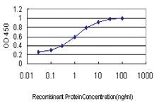 Anti-ITGB3BP Mouse Monoclonal Antibody [clone: 3F6]