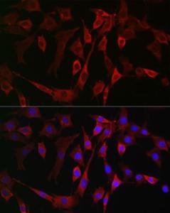 Immunofluorescence analysis of NIH/3T3 cells using Anti-15-LOX-2 Antibody (A12029) at a dilution of 1:100 (40x lens) DAPI was used to stain the cell nuclei (blue)