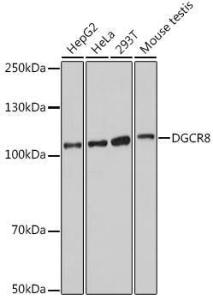 Anti-DGCR8 antibody