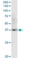 Anti-PGC Rabbit Polyclonal Antibody