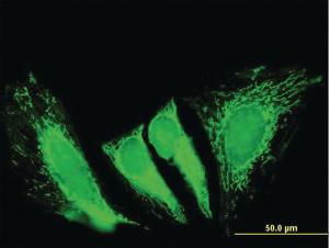 Anti-RTKN2 Mouse Polyclonal Antibody