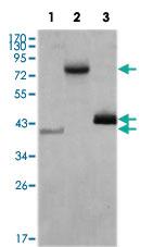 Anti-HDAC3 Mouse Monoclonal Antibody [clone: 3A7B5]