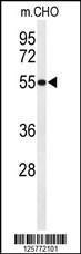 Anti-HIAT1 Rabbit Polyclonal Antibody (FITC (Fluorescein Isothiocyanate))