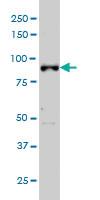 Anti-ARNT Mouse Monoclonal Antibody [clone: 3D10]