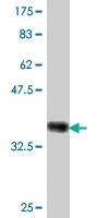 Anti-TSC22D3 Mouse Polyclonal Antibody