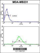 Anti-FMO3 Rabbit polyclonal antibody