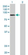 Anti-ARNT Mouse Monoclonal Antibody [clone: 3D10]