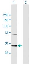 Anti-PGD Mouse Polyclonal Antibody