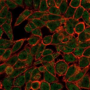 Immunofluorescent analysis of HeLa cells stained with Anti-Bcl-6 Antibody [PCRP-BCL6-1D3] followed by Goat Anti-Mouse IgG (CF&#174; 488) (Green). CF&#174; 640A Phalloidin (Red)