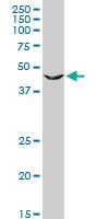 Anti-PGD Rabbit Polyclonal Antibody