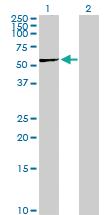 Anti-PGD Rabbit Polyclonal Antibody