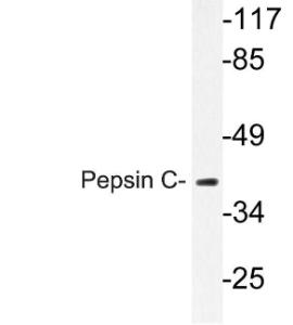 Western blot analysis of lysate from Jurkat cells using Anti-Pepsin C Antibody