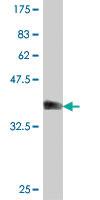 Anti-ARHGEF4 Mouse Polyclonal Antibody