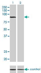 Anti-ARNT Mouse Monoclonal Antibody [clone: 3D10]