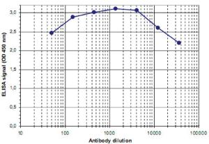 Anti-MBD2 Rabbit Polyclonal Antibody