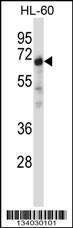 Anti-NRBP1 Rabbit Polyclonal Antibody (APC (Allophycocyanin))