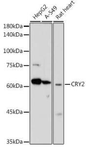 Western blot analysis of extracts of various cell lines, using Anti-CRY2 Antibody (A12034) at 1:1,000 dilution. The secondary antibody was Goat Anti-Rabbit IgG H&L Antibody (HRP) at 1:10,000 dilution.